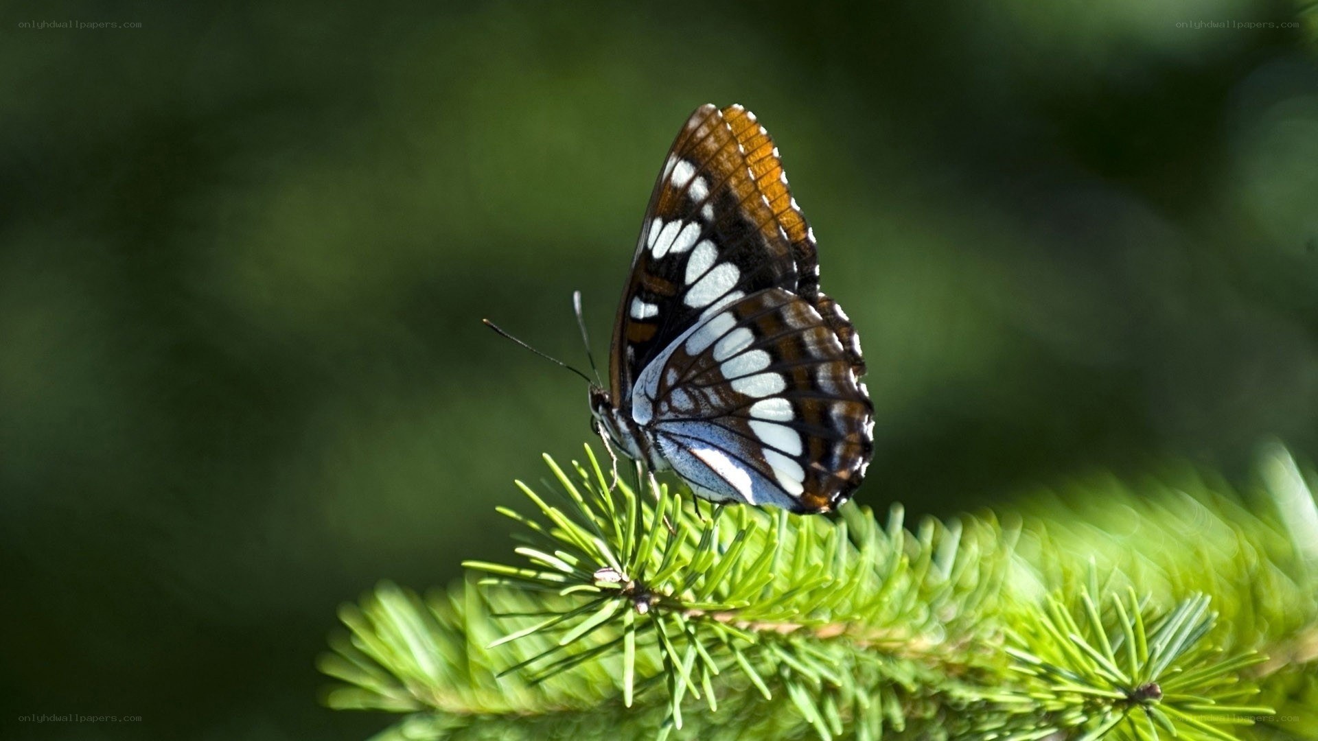 butterfly on a pine branch