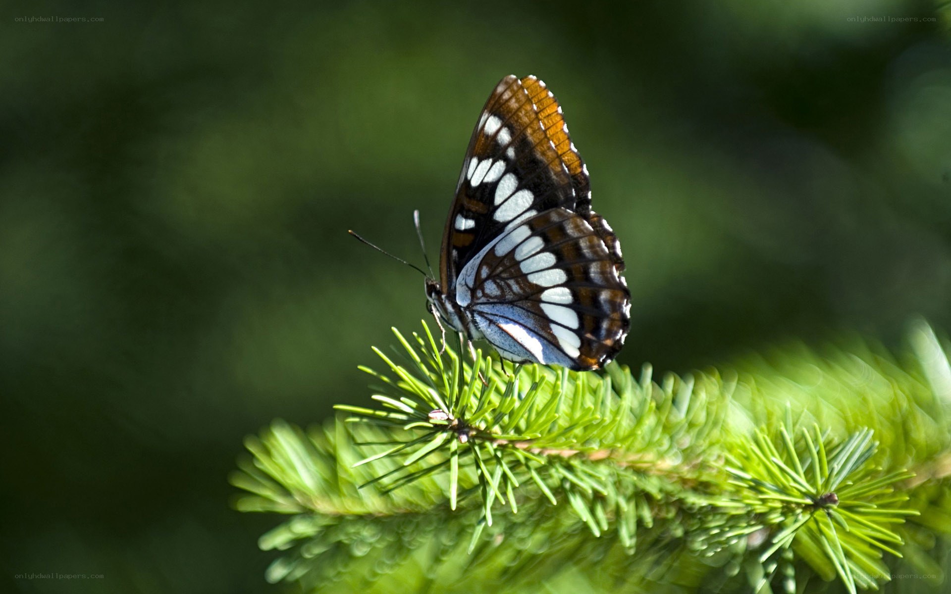 Butterfly on a pine branch