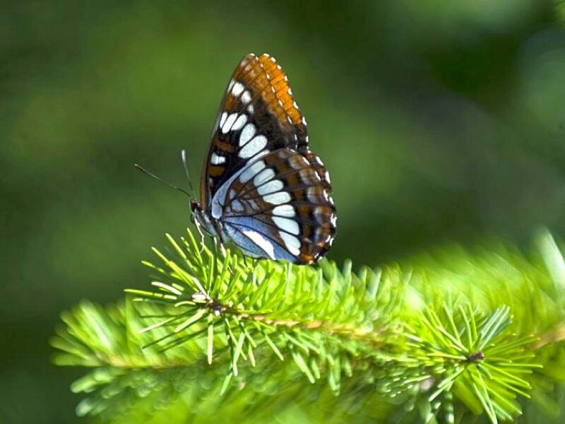 butterfly on a pine branch