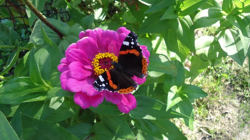 butterfly on a pink flower