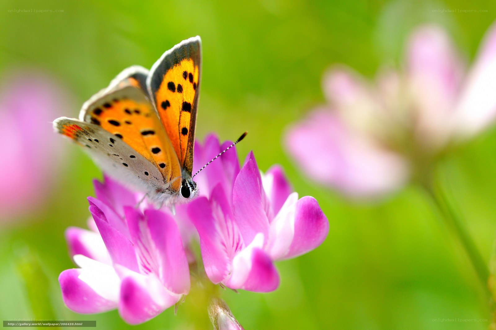 Butterfly on a pink flower