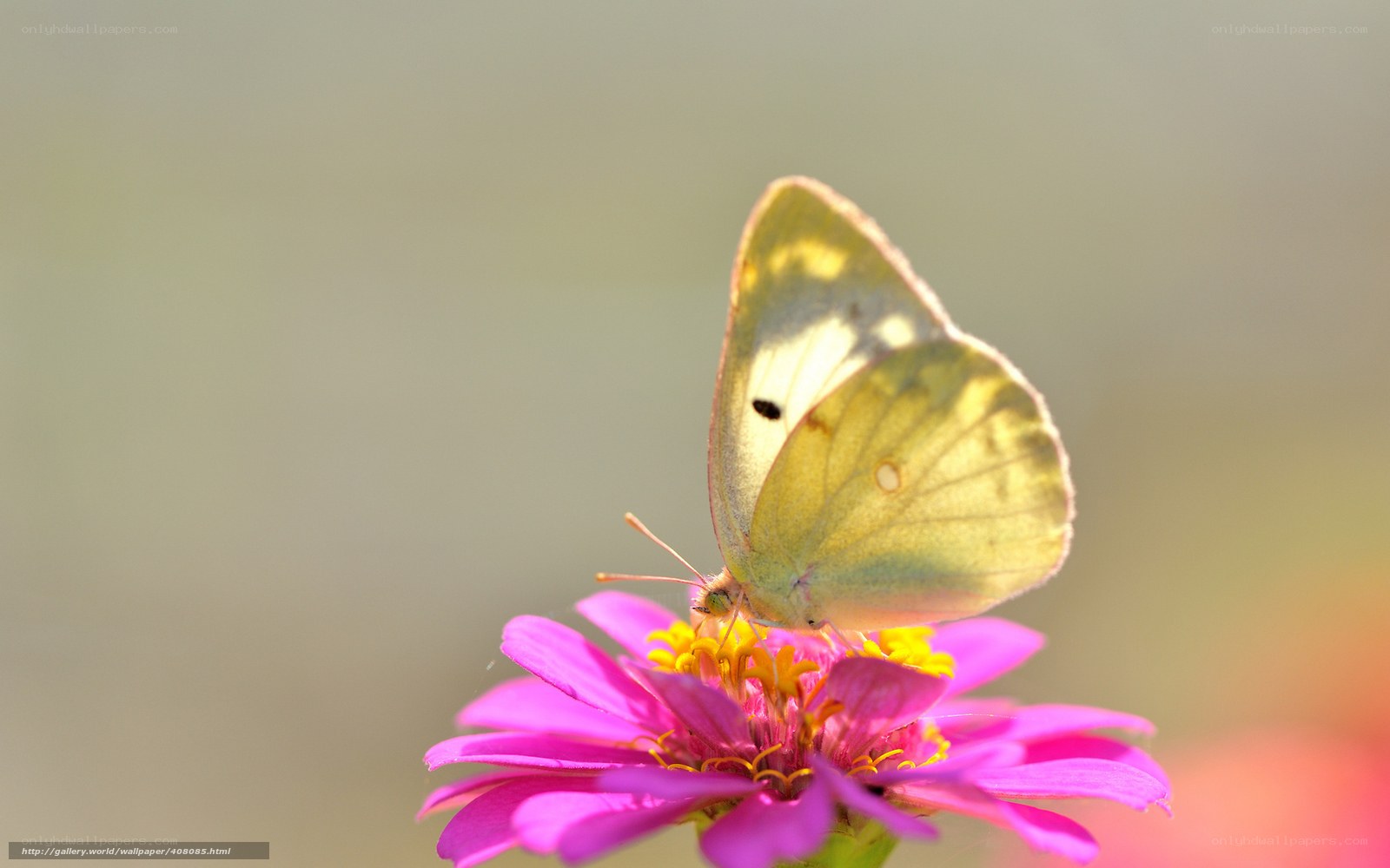 Butterfly on a pink flower