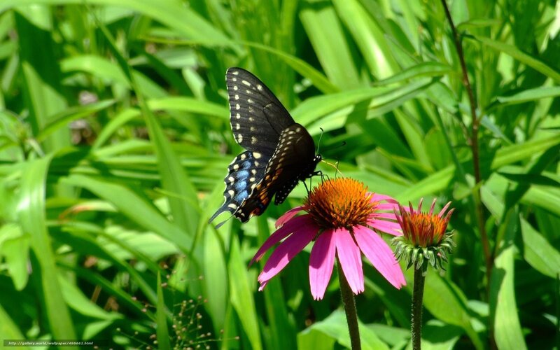 Butterfly on a pink flower