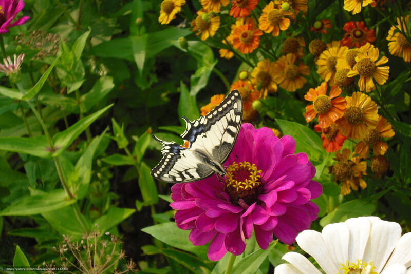 butterfly on a pink flower