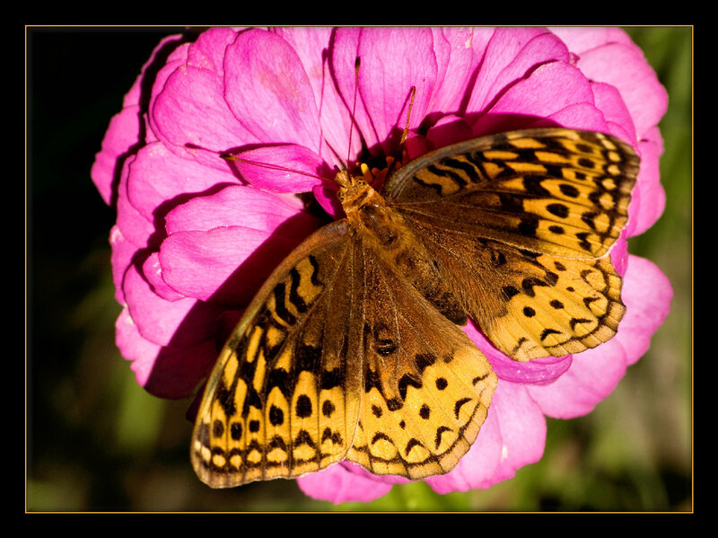 Butterfly on a pink flower