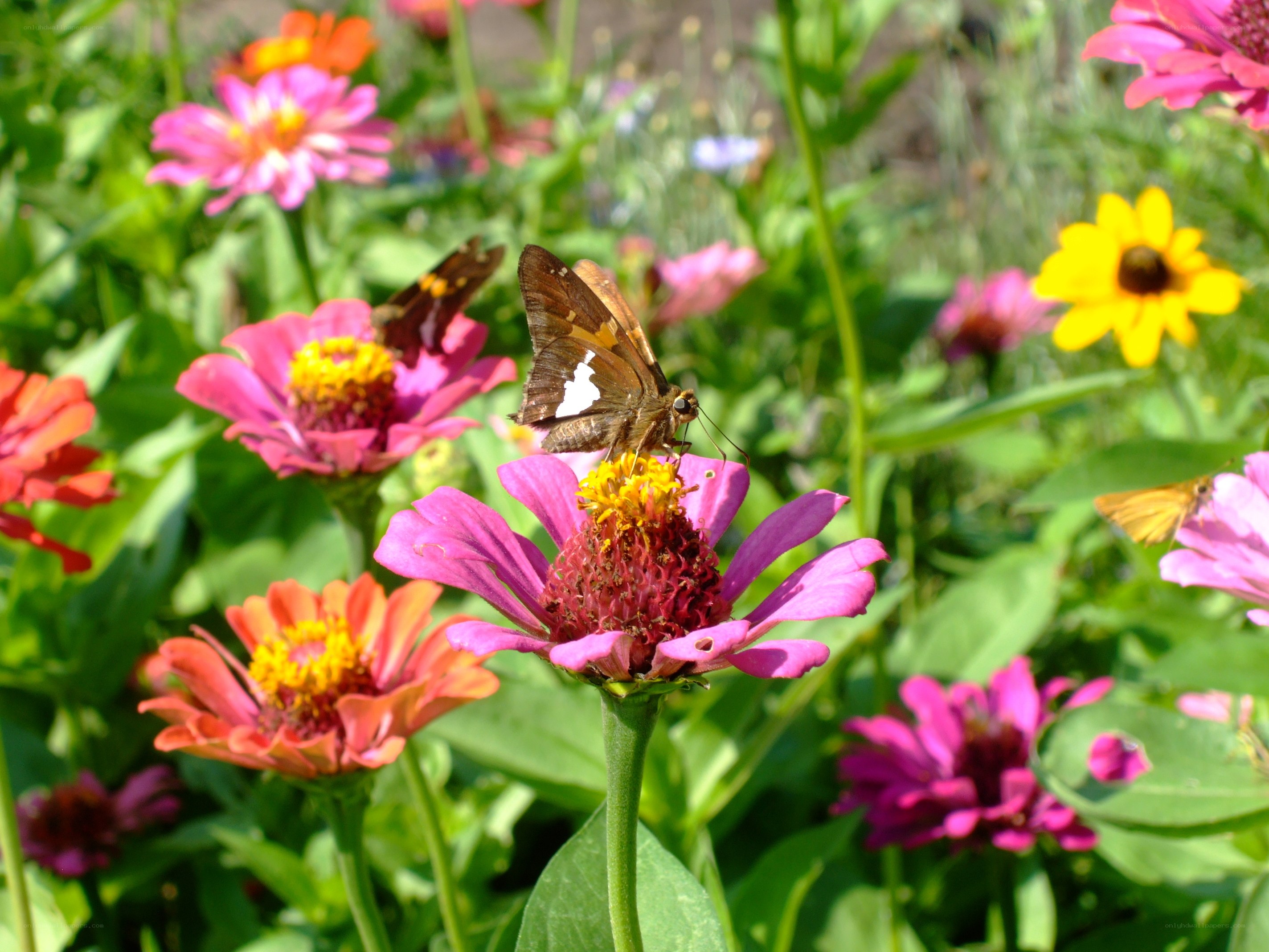 Butterfly on a pink flower