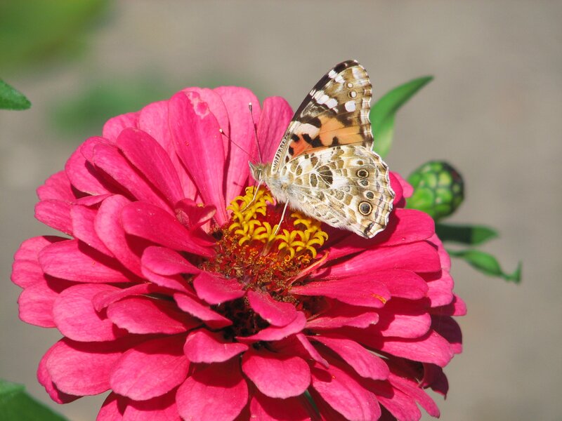 butterfly on a pink flower
