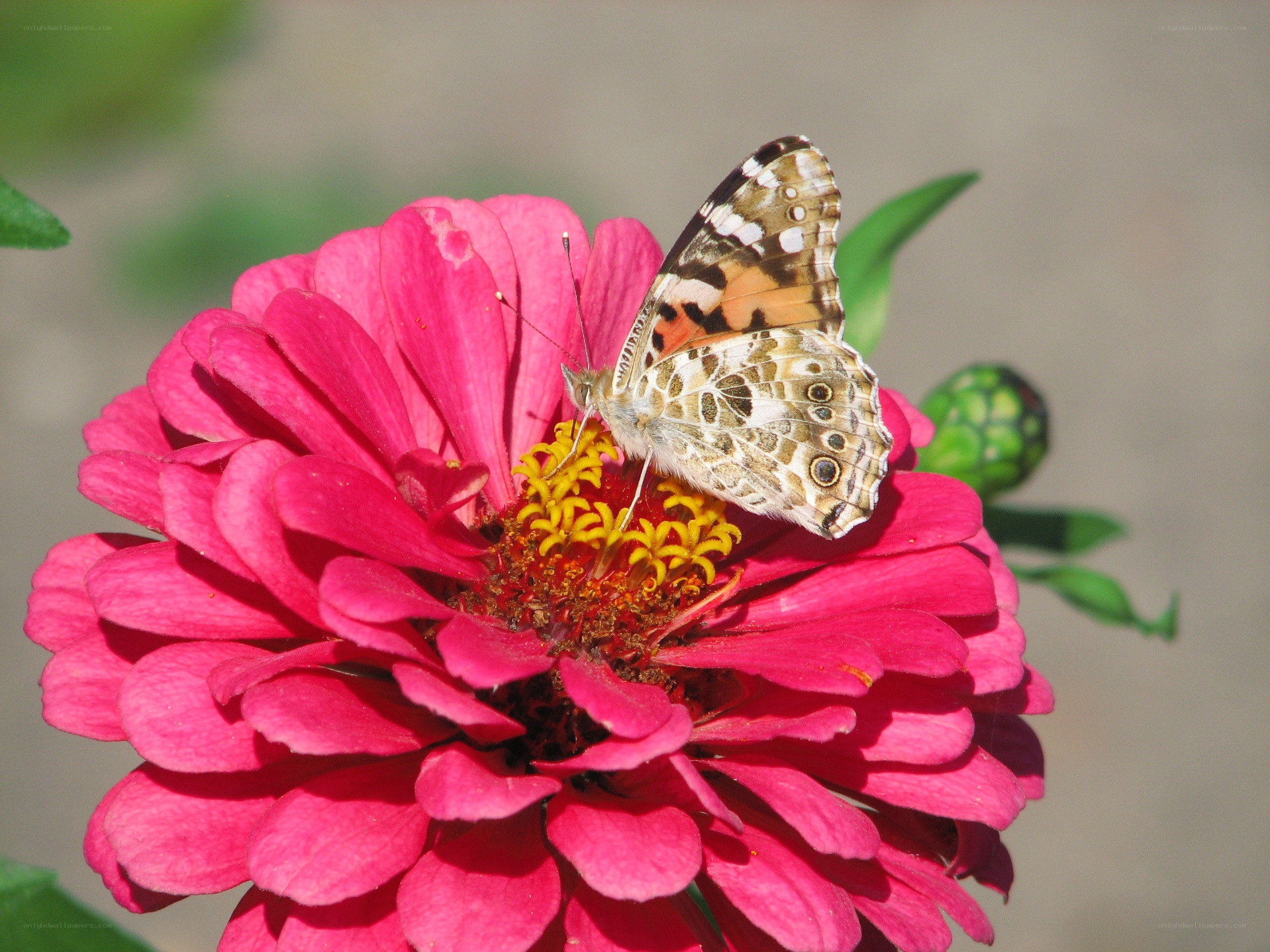 butterfly on a pink flower