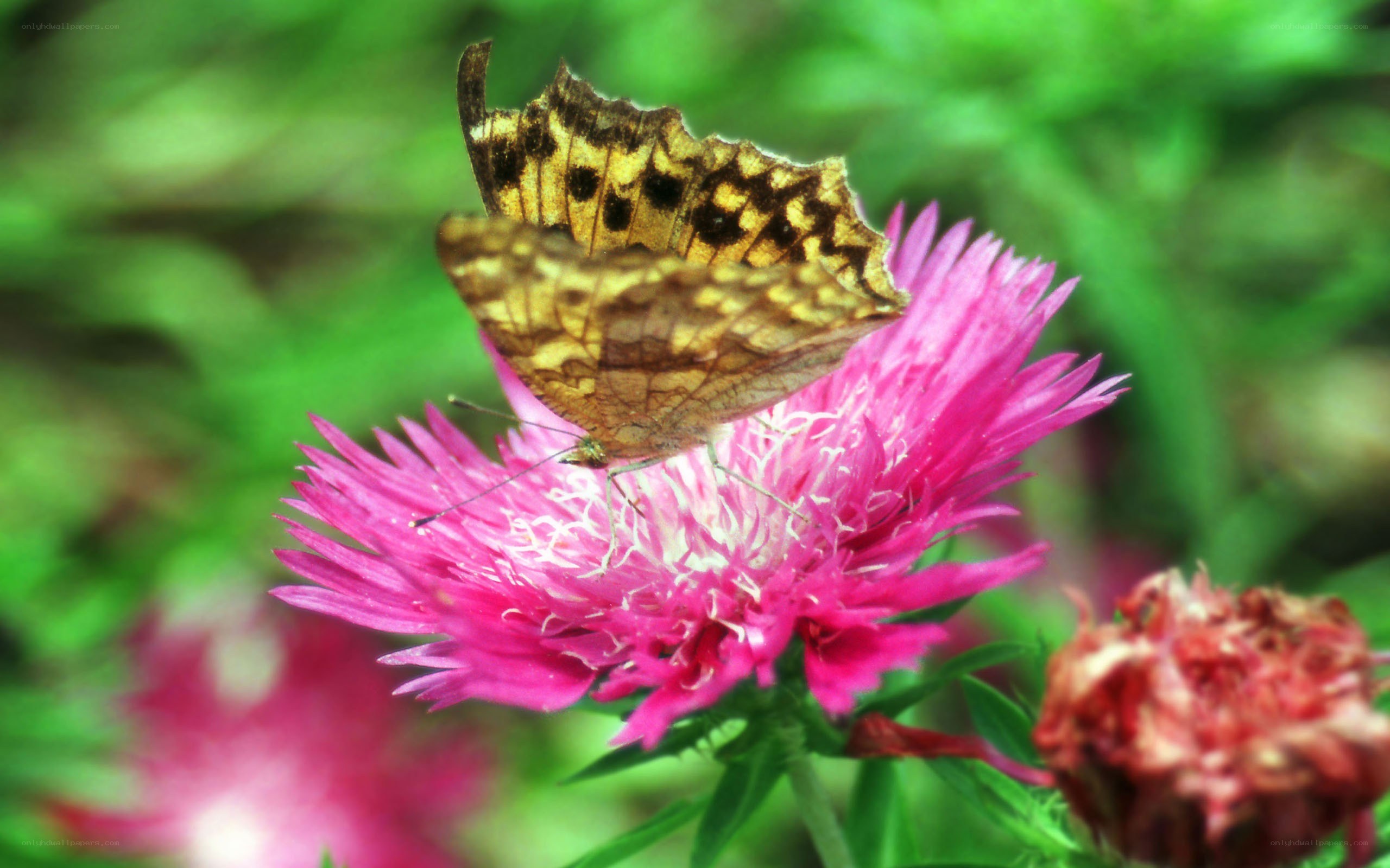 Butterfly on a pink flower