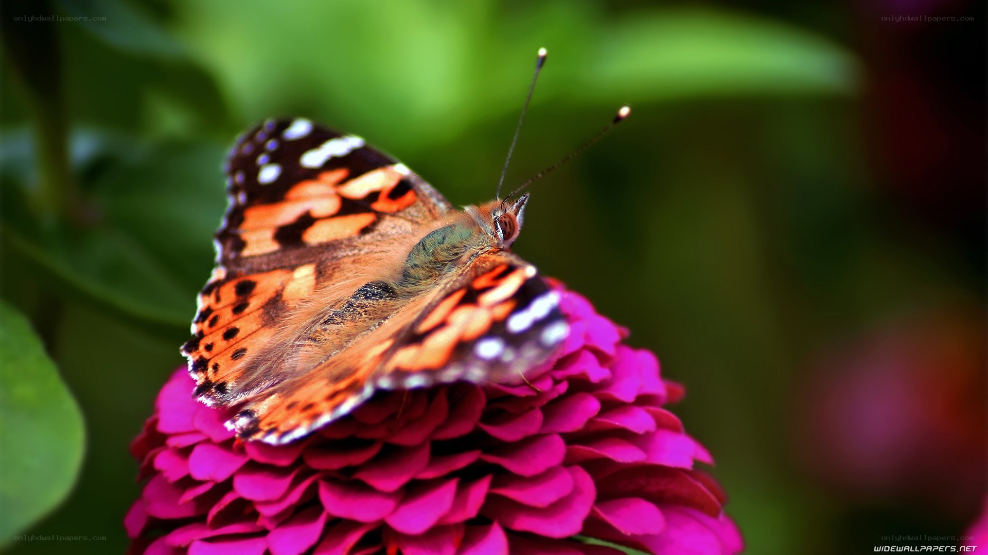 butterfly on a pink flower