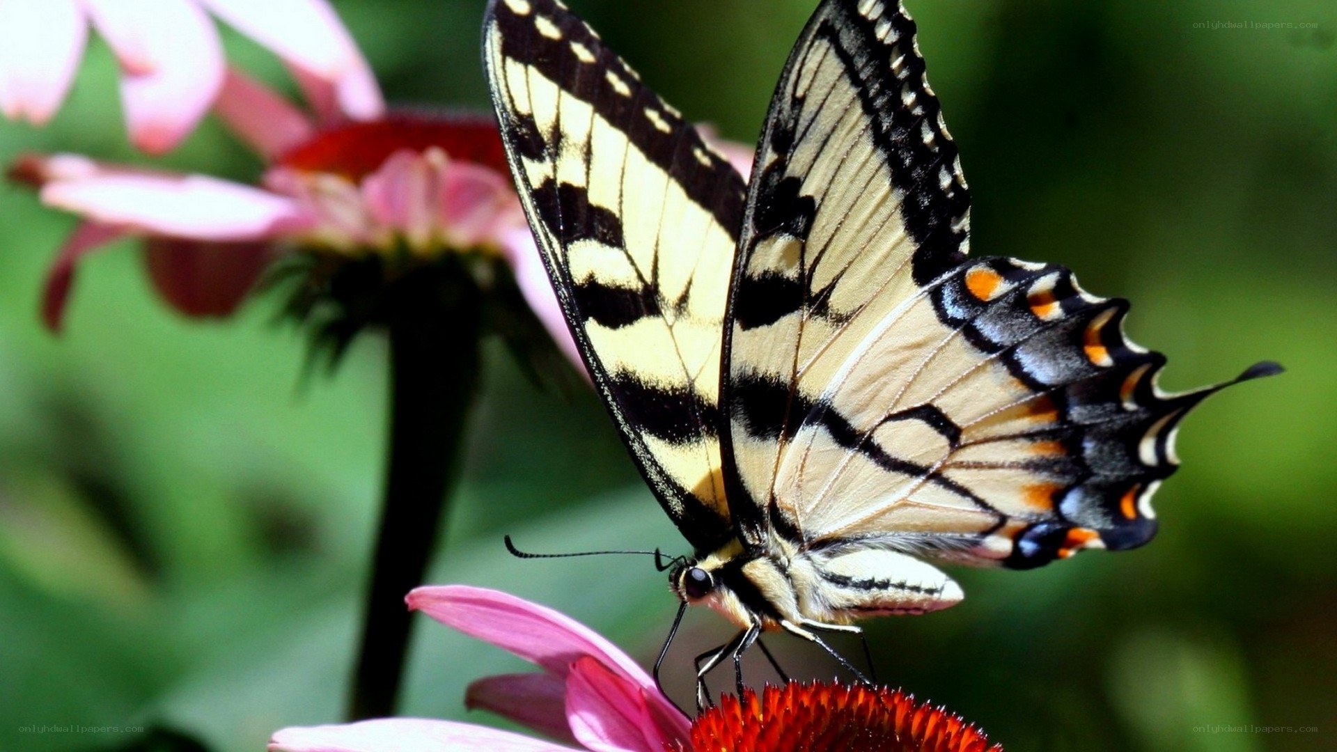 butterfly on a pink flower