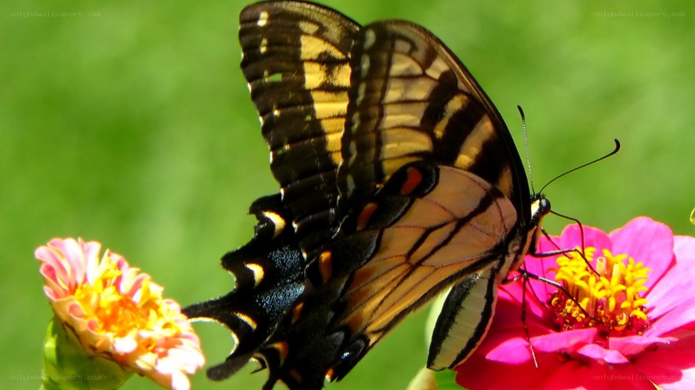Butterfly on a pink flower