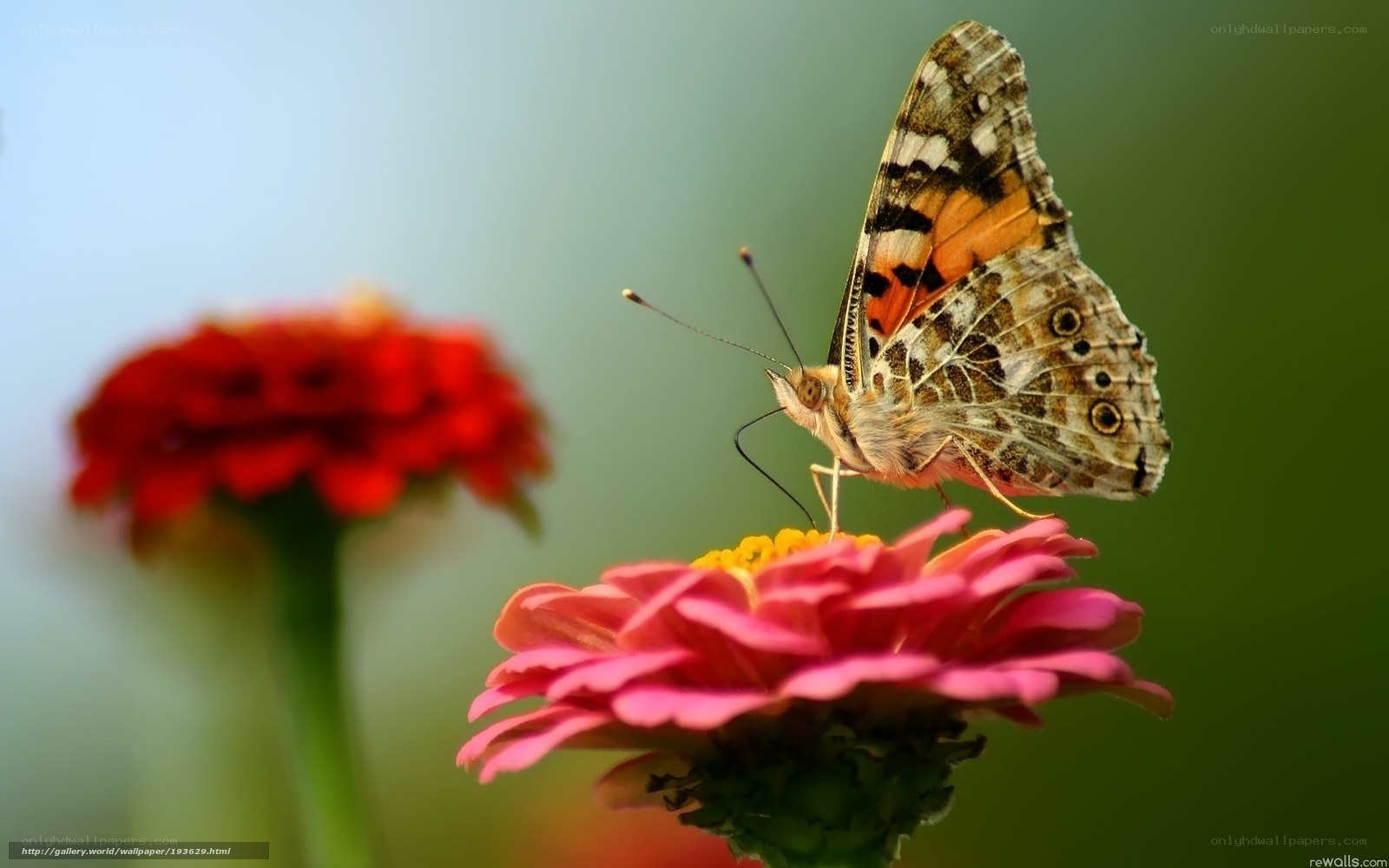 Butterfly on a pink flower