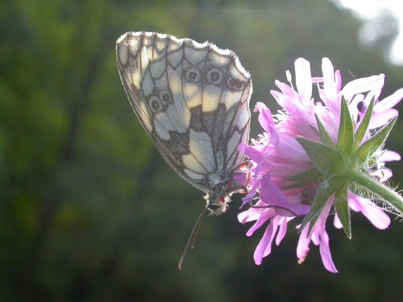Butterfly on a pink flower