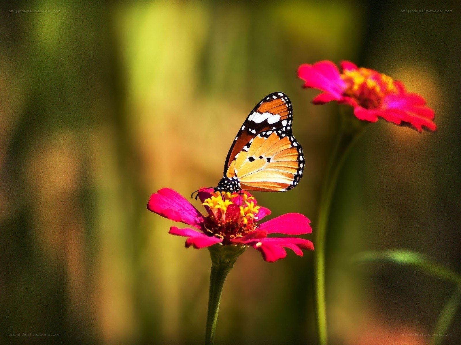 Butterfly on a pink flower