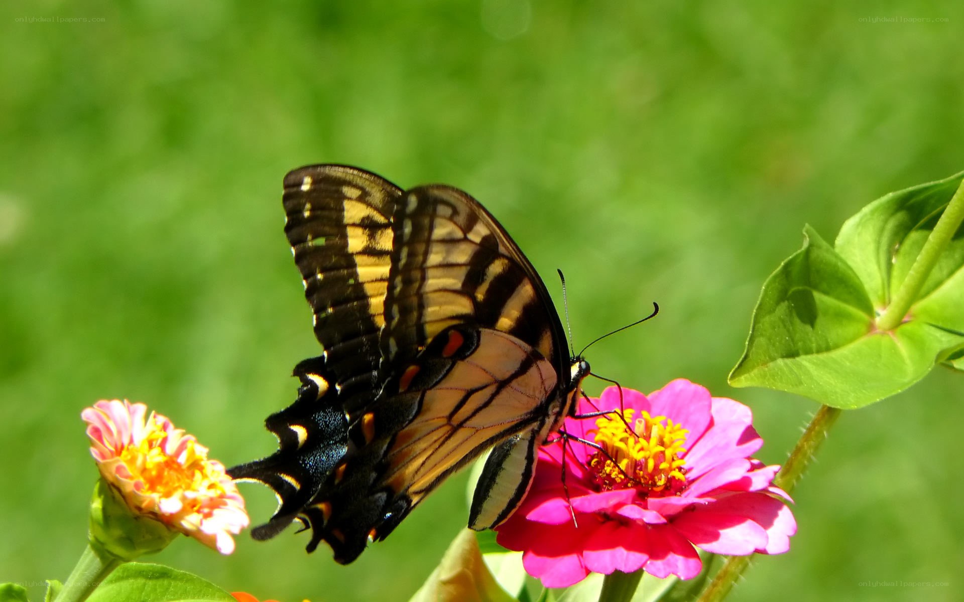 Butterfly on a pink flower