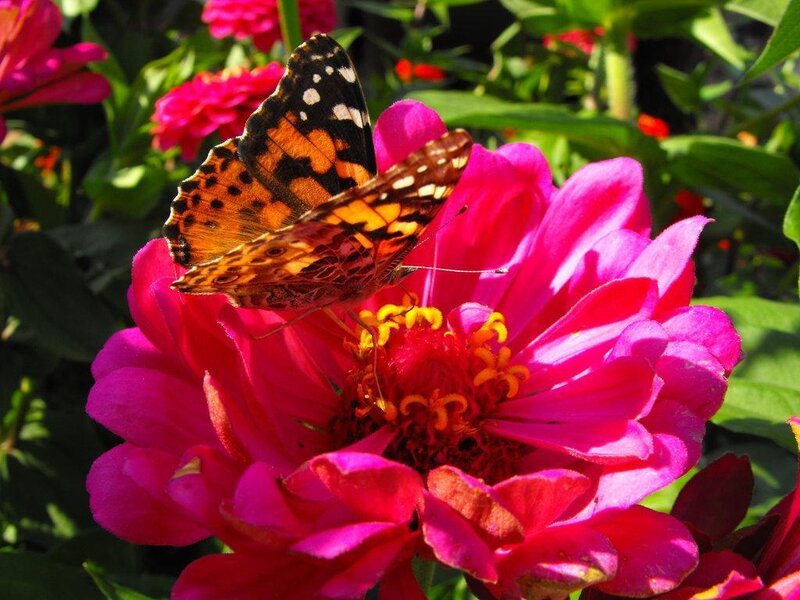 butterfly on a pink flower