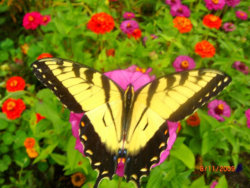 Butterfly on a pink flower