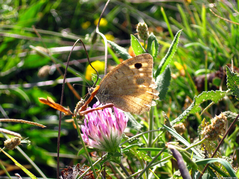 butterfly on a pink flower
