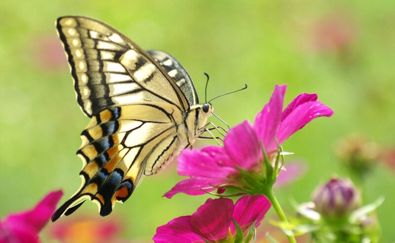 Butterfly on a pink flower
