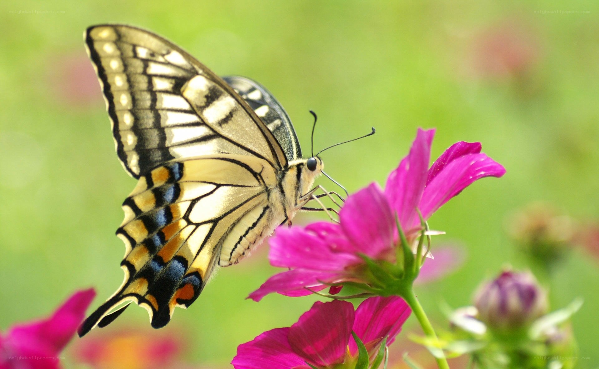 Butterfly on a pink flower