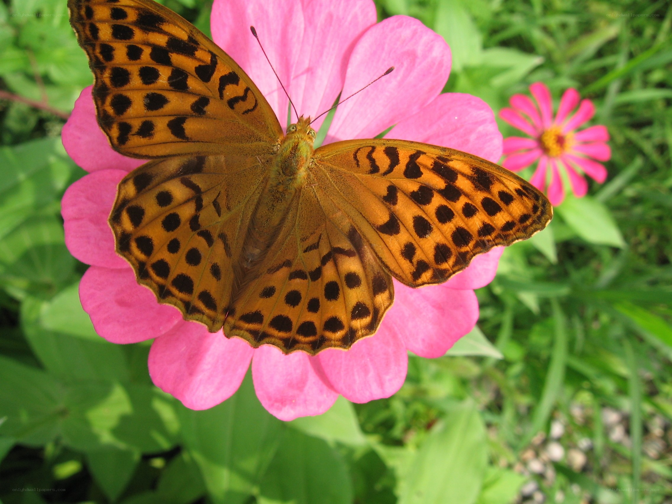 Butterfly on a pink flower