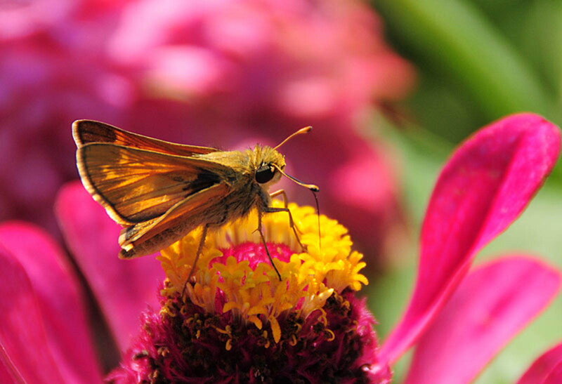 Butterfly on a pink flower