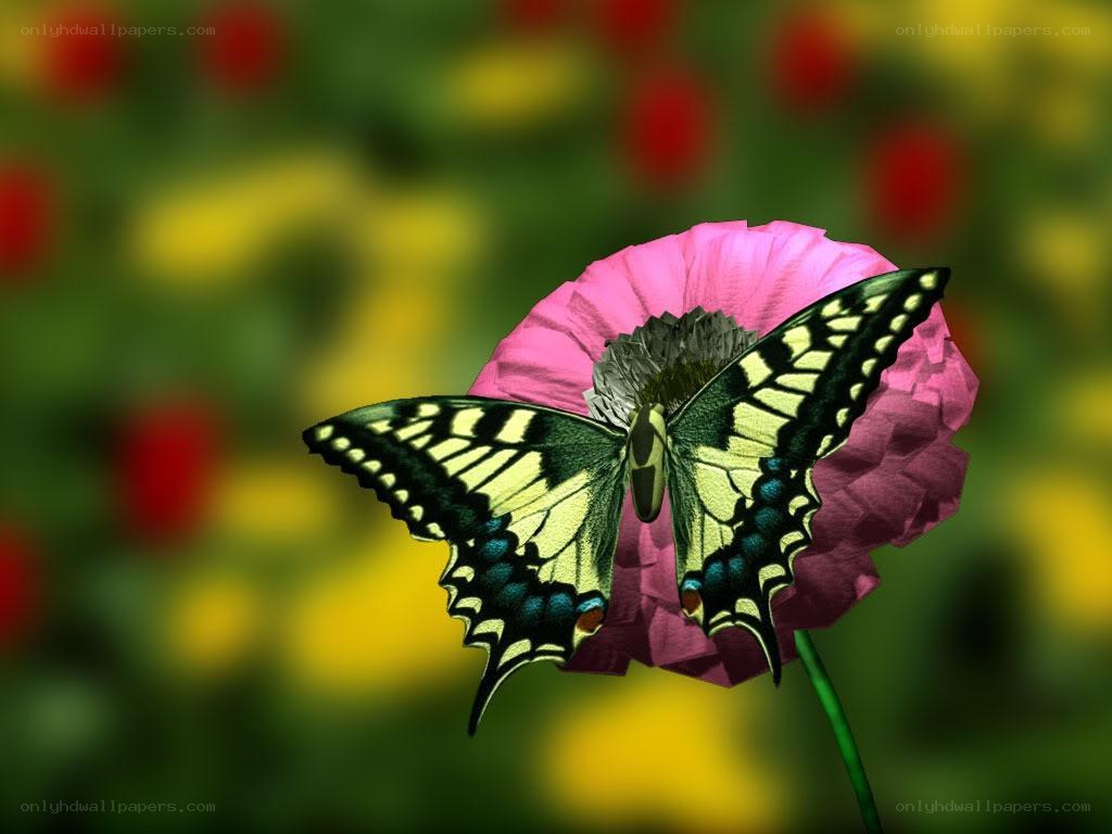 Butterfly on a pink flower