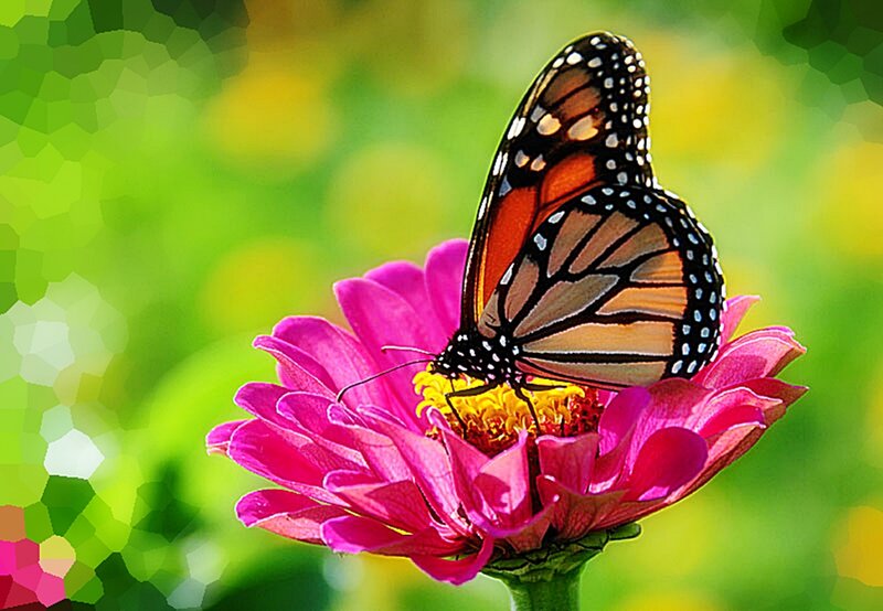 butterfly on a pink flower
