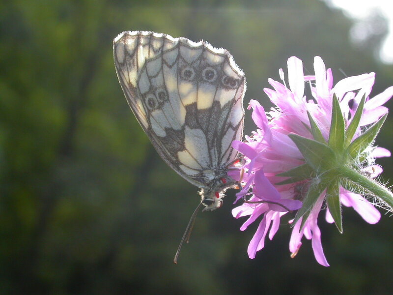 butterfly on a pink flower