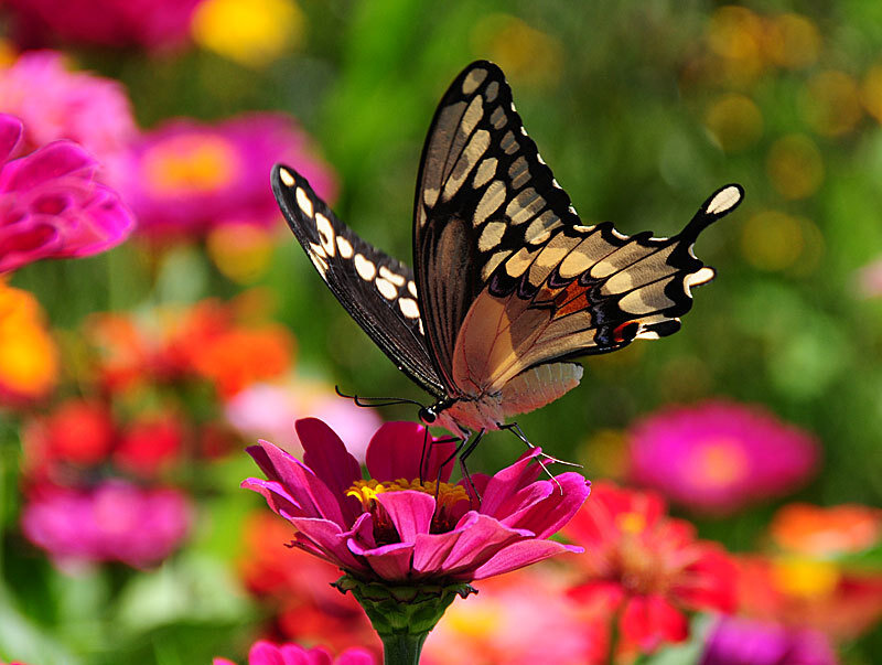 butterfly on a pink flower