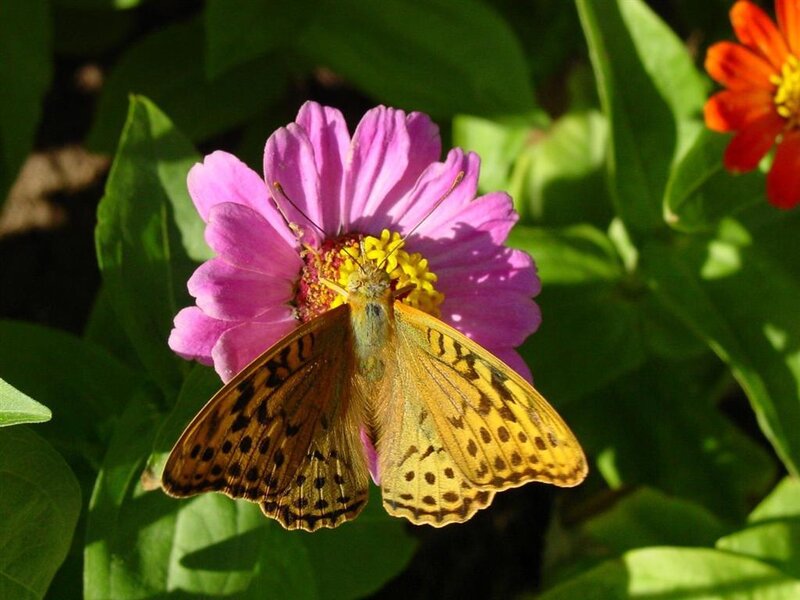 Butterfly on a pink flower