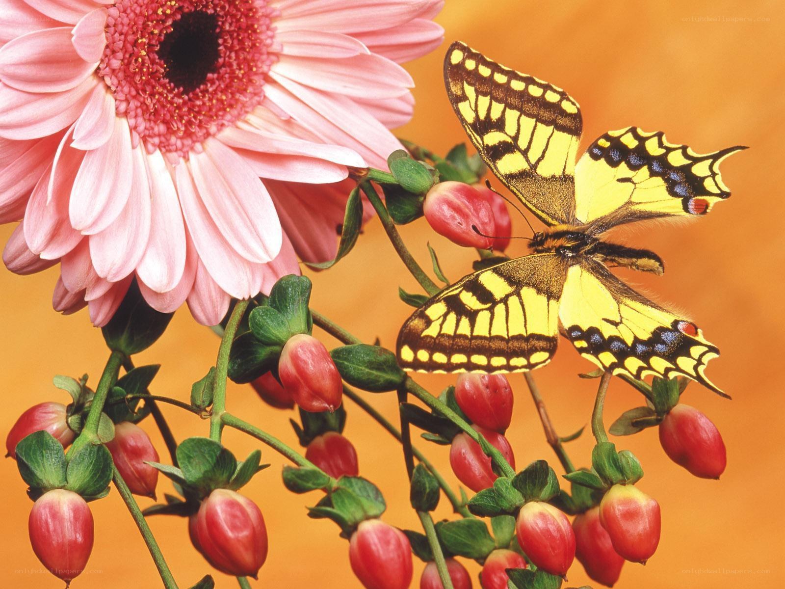 Butterfly on a pink flower