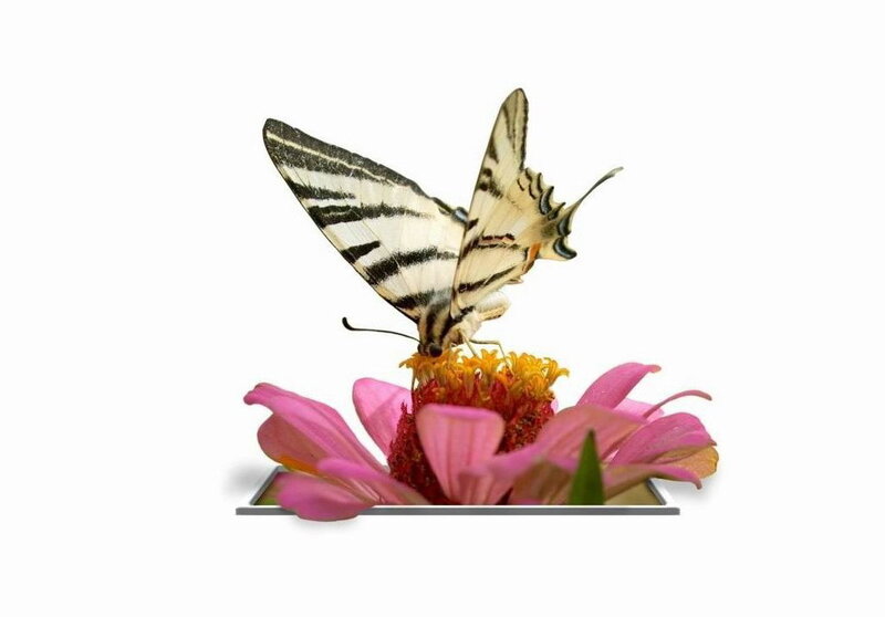 butterfly on a pink flower
