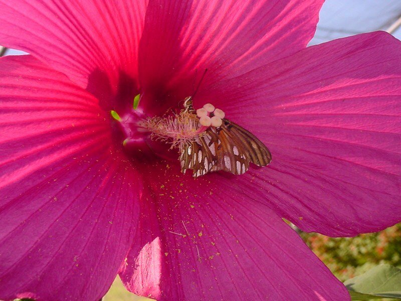 Butterfly on a pink flower