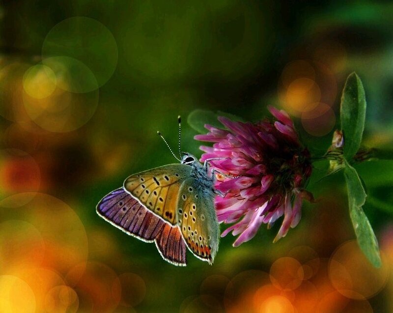 butterfly on a pink flower
