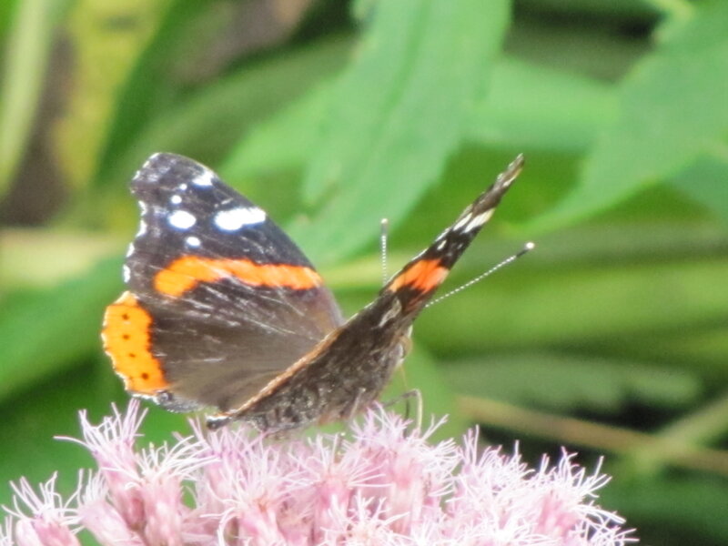 butterfly on a pink flower