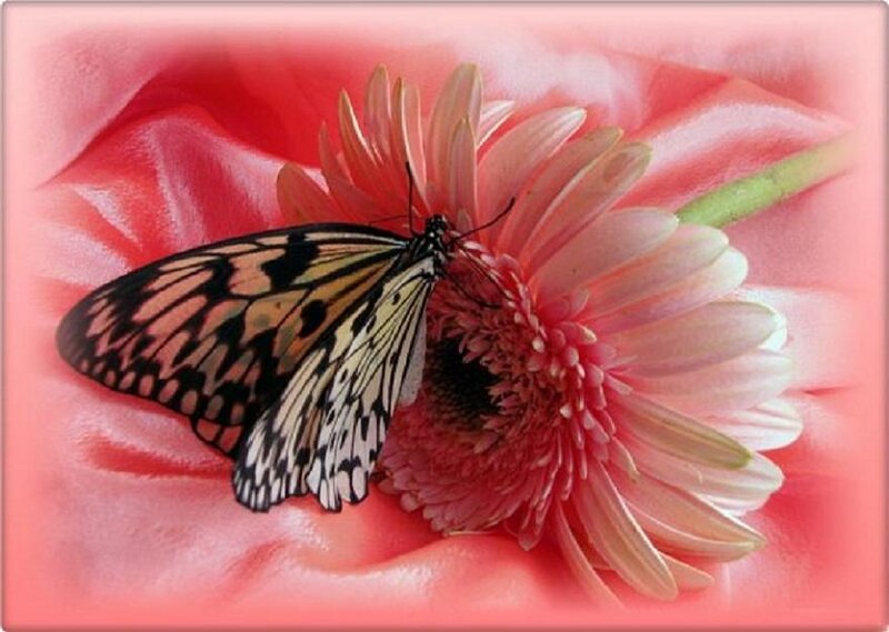 butterfly on a pink flower