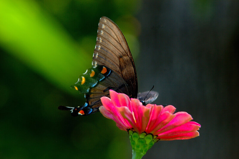 Butterfly on a pink flower