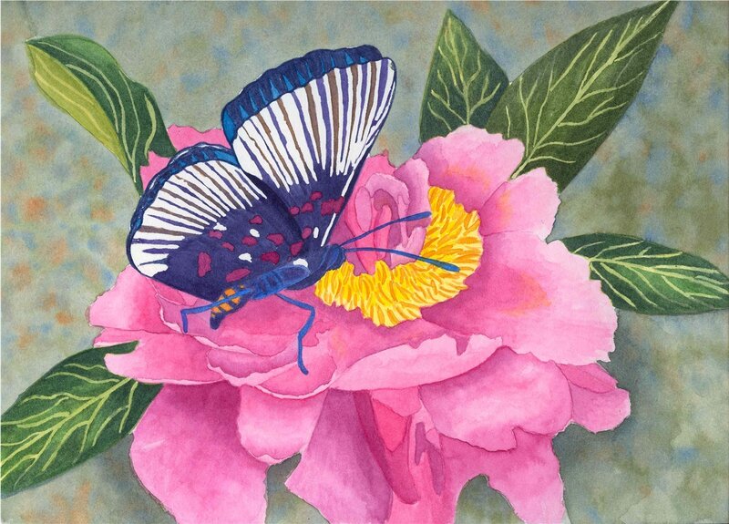 Butterfly on a pink flower