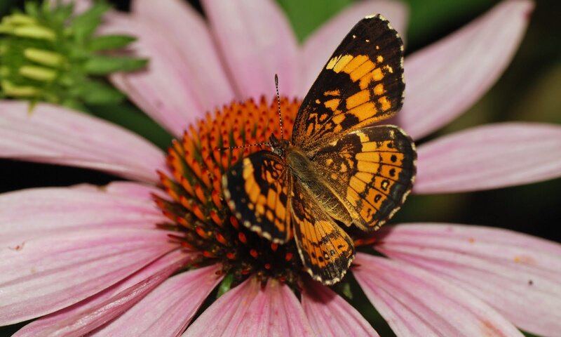 Butterfly on a pink flower