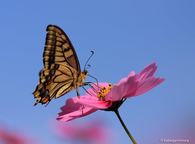 butterfly on a pink flower