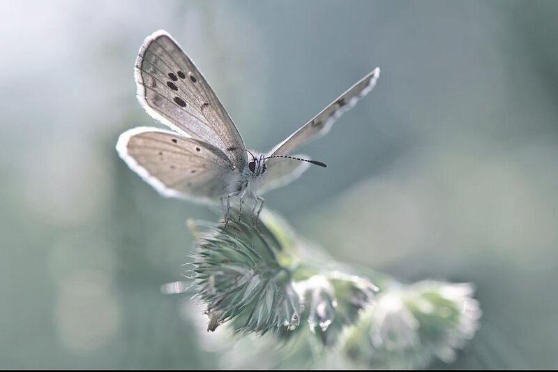 Butterfly on a plant