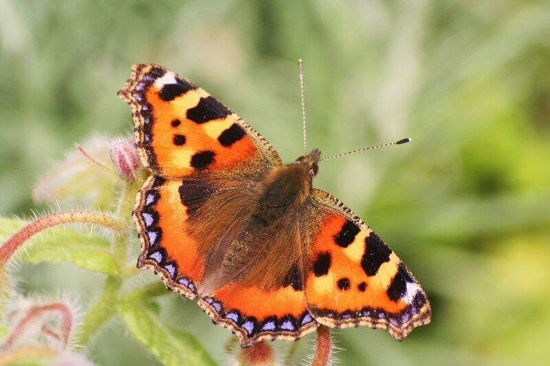butterfly on a plant