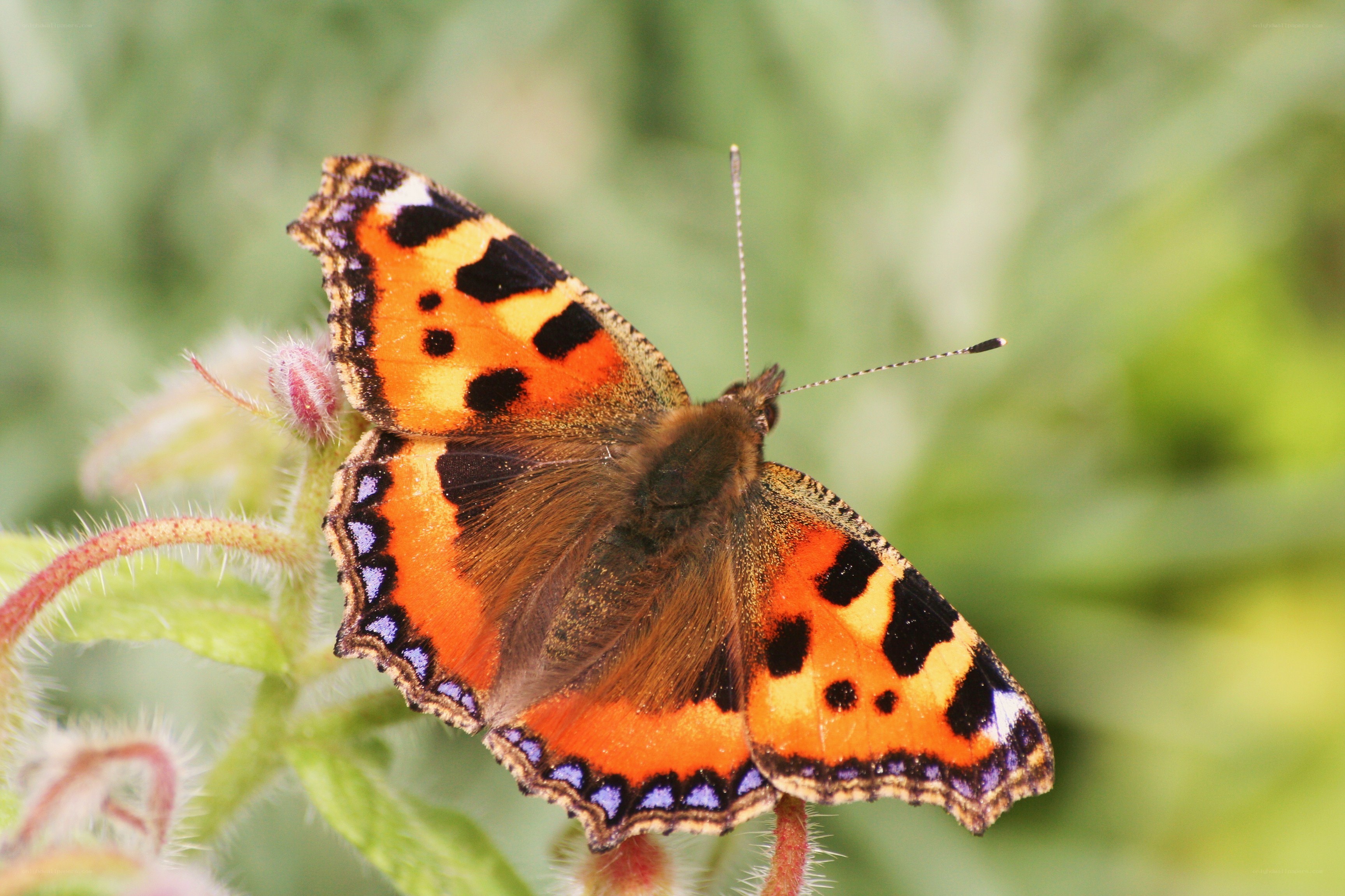 butterfly on a plant