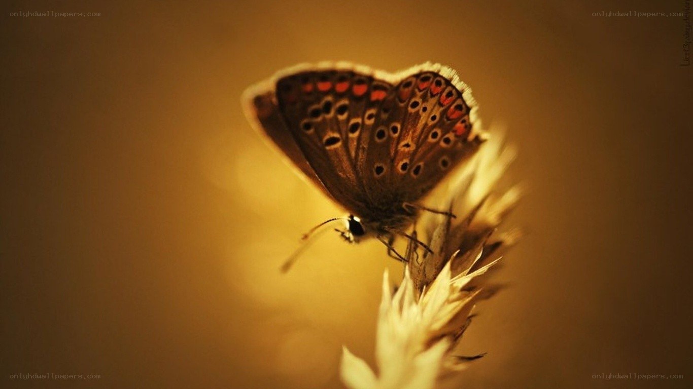 butterfly on a plant