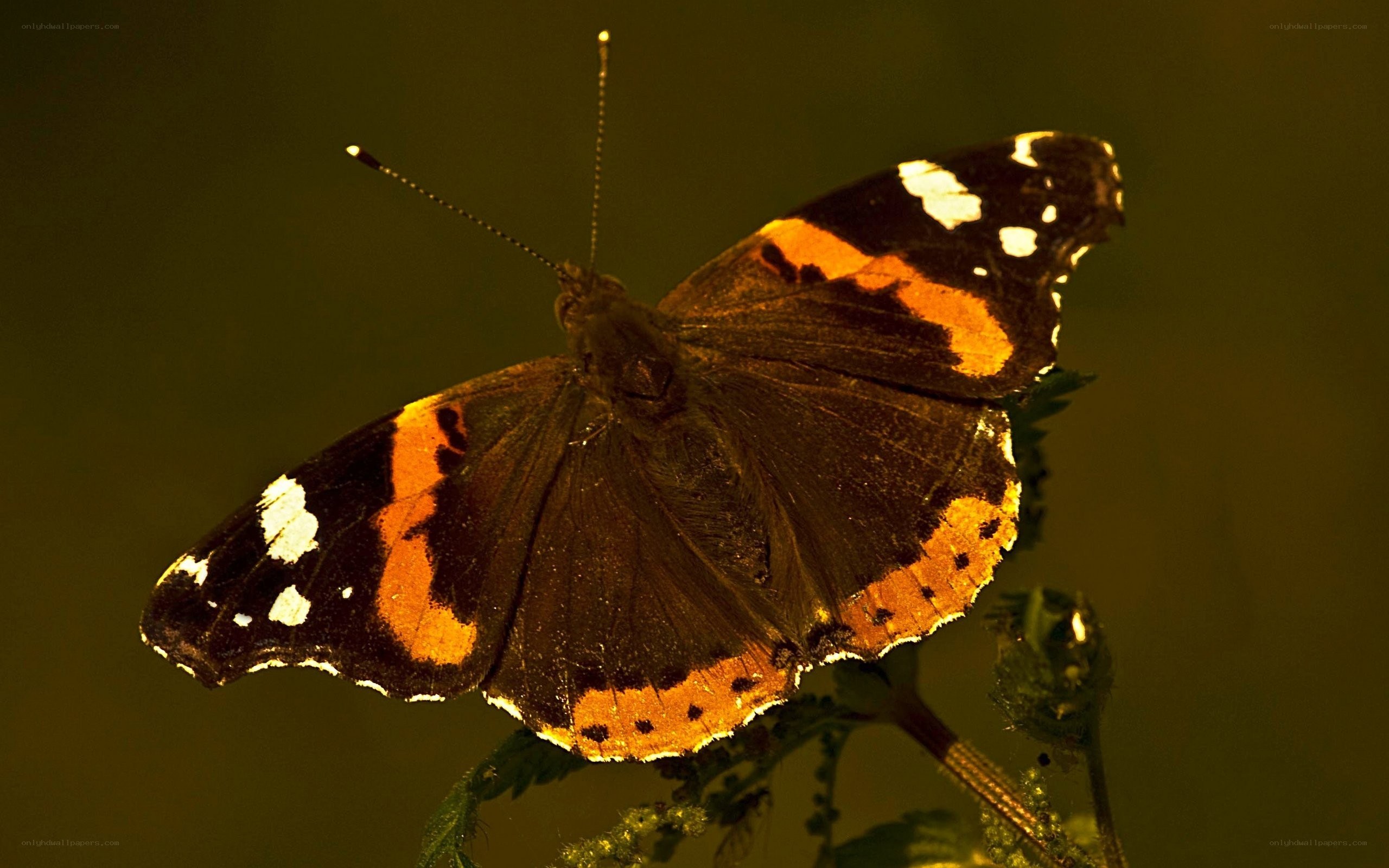 butterfly on a plant