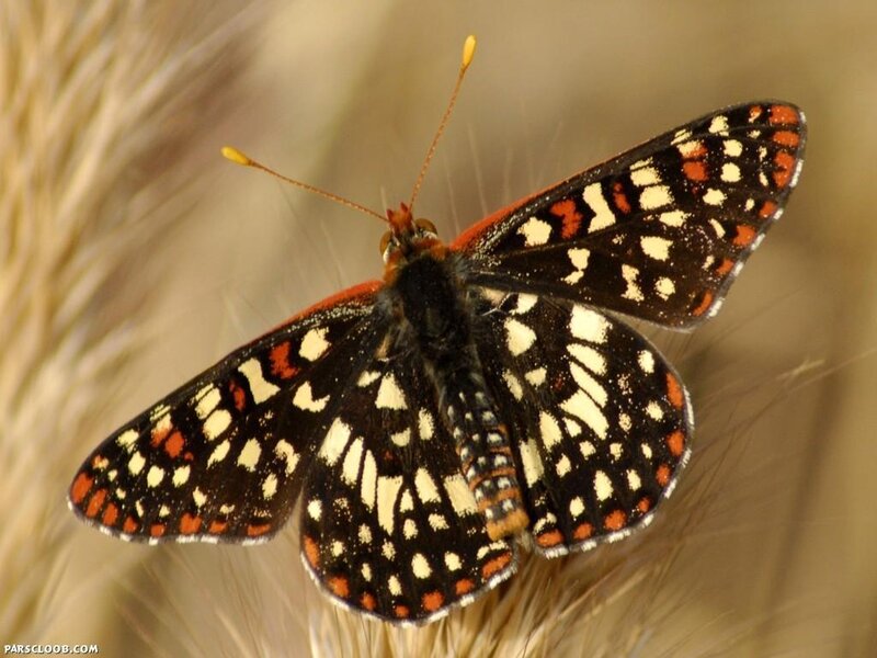 butterfly on a plant