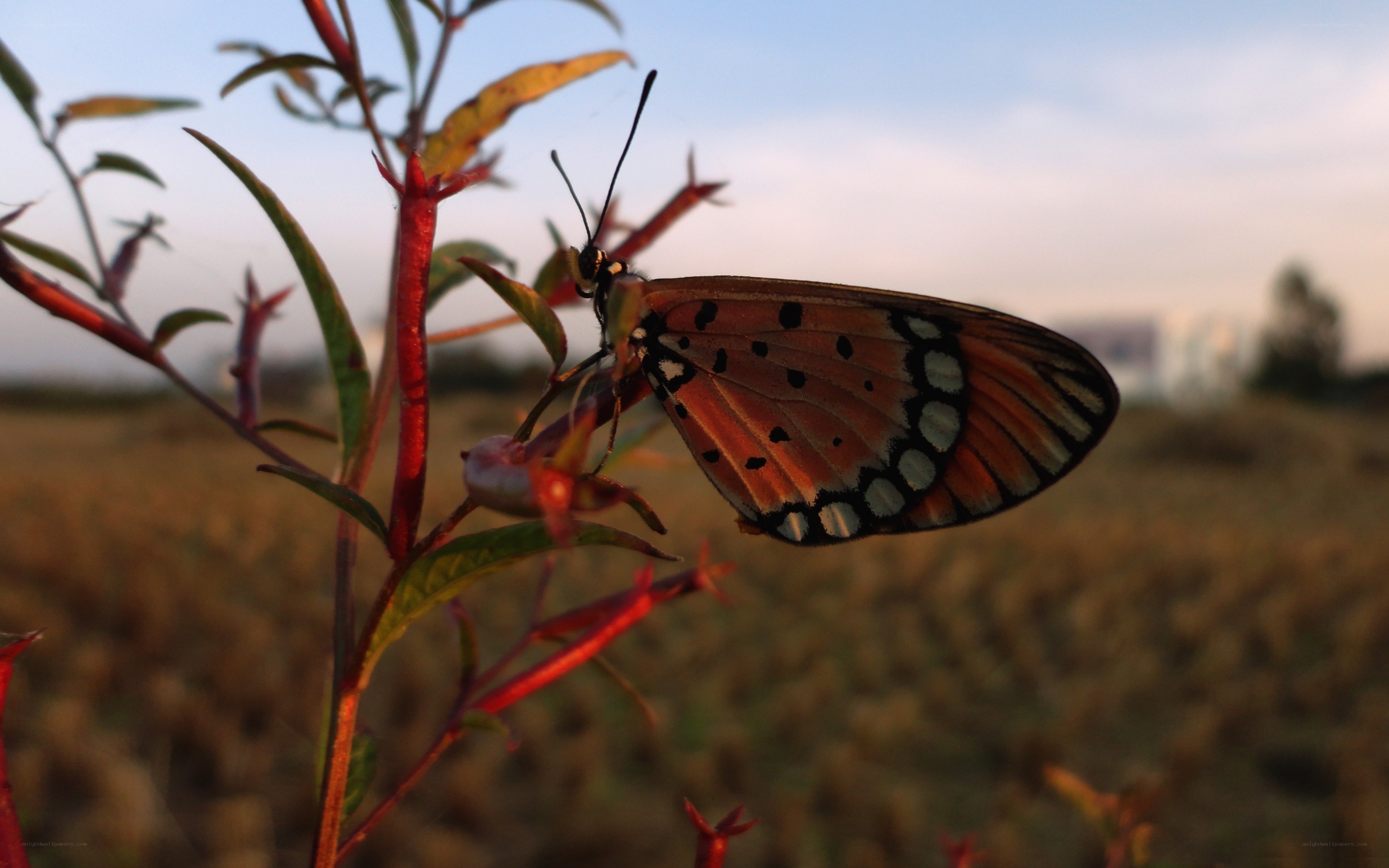 Butterfly on a plant at sunset