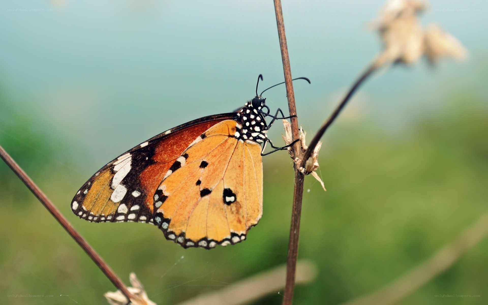 butterfly on a plant stem